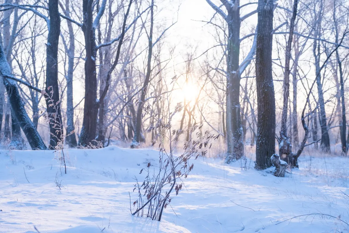 A Seasonal Checklist for Winter Nature Journaling in the UK