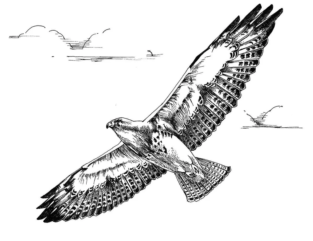 How to Draw Birds in Flight for Your Nature Journal