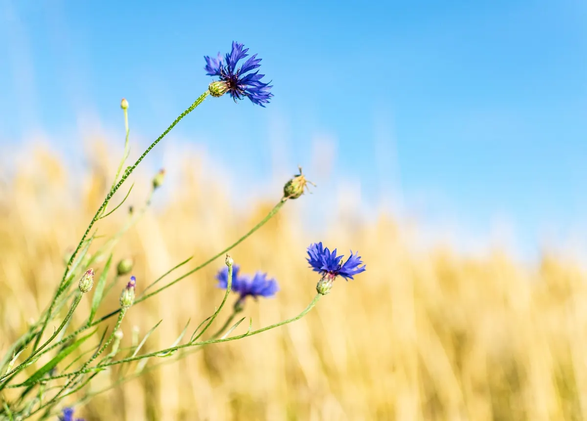 Sketching Wildflowers: A Beginner's Guide to Botanical Journaling