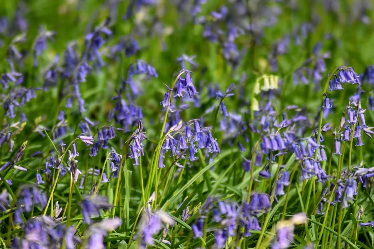 Spring Awakening: A Nature Journaling Guide to UK Woodlands