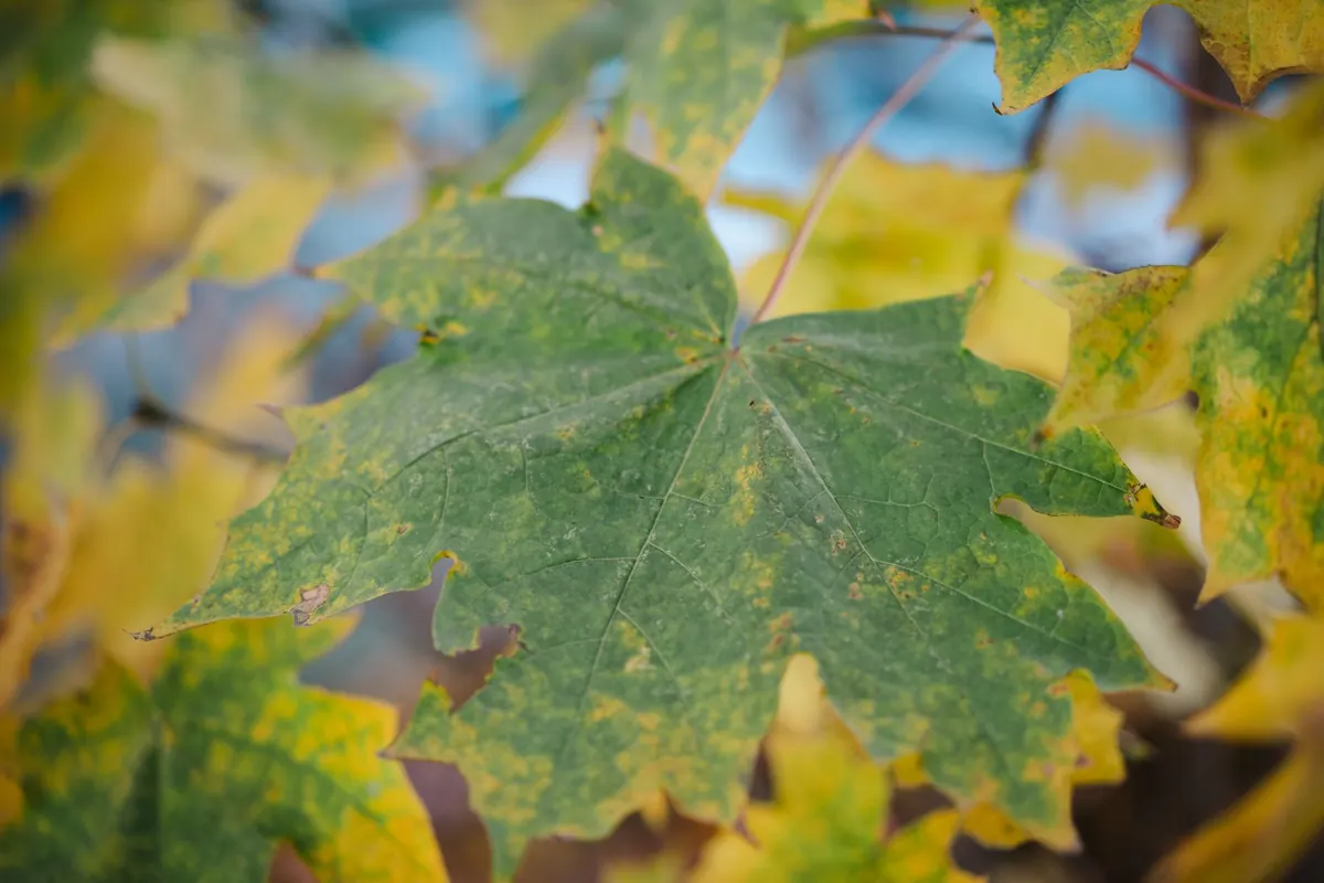 The Science of Phenology: How to Journal Seasonal Changes